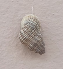 Tudora megacheilos