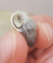 Tudora megacheilos
