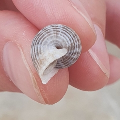 Tudora megacheilos