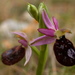 Ophrys bertolonii aurelia - Photo (c) François-Xavier Taxil, algunos derechos reservados (CC BY-NC), subido por François-Xavier Taxil