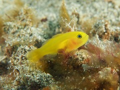 Lubricogobius exiguus