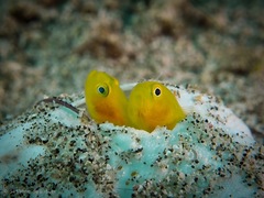 Lubricogobius exiguus