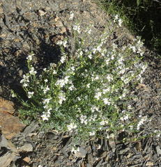 Nemesia fruticans