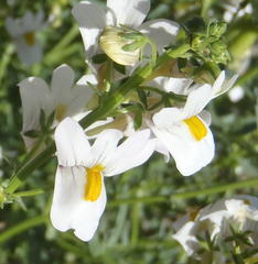 Nemesia fruticans