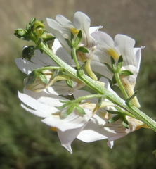 Nemesia fruticans