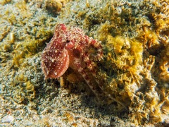 Amphioctopus siamensis