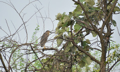 Nycticorax nycticorax