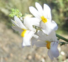 Nemesia fruticans