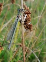 Lestes virens
