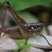 Striated Bush-Cricket - Photo (c) Elia Guariento, some rights reserved (CC BY-NC-ND), uploaded by Elia Guariento