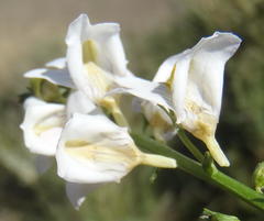 Nemesia fruticans