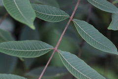 Rhus hypoleuca