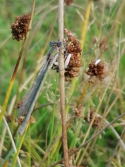 Lestes virens