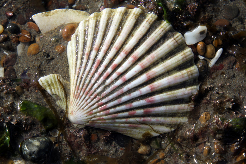 Tehuelche scallop