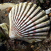 Tehuelche Scallop - Photo (c) Pablo Fraire, some rights reserved (CC BY-NC), uploaded by Pablo Fraire