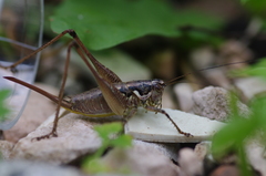 Pachytrachis striolatus