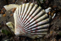 Aequipecten tehuelchus