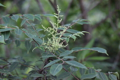 Rhus hypoleuca
