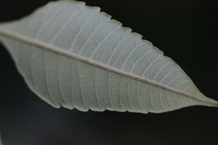 Rhus hypoleuca