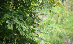 Pycnonotus luteolus
