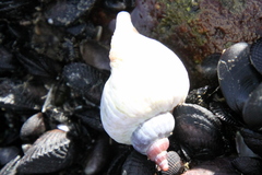 Trophon geversianus