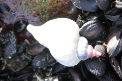 Trophon geversianus