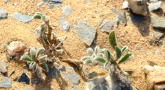 Crotalaria meyeriana