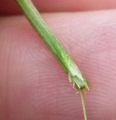 Trifolium hybridum elegans