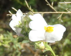 Nemesia fruticans