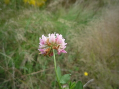 Trifolium hybridum elegans