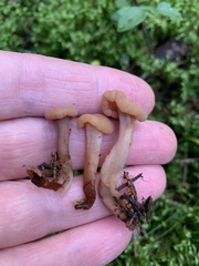 Cudonia confusa