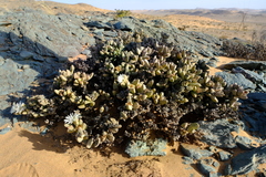 Juttadinteria deserticola