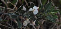 Podalyria myrtillifolia