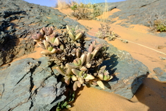 Juttadinteria deserticola
