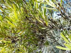 Alatosperma