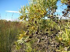 Alatosperma