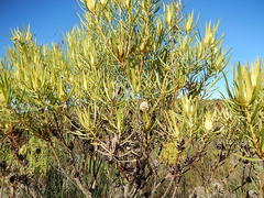 Alatosperma