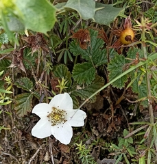 Rubus nepalensis