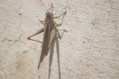 Schistocerca flavofasciata