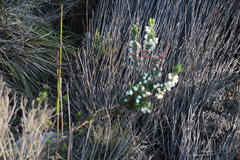 Erica grisbrookii