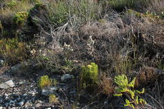 Erica grisbrookii