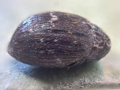 Cytilus mimicus