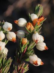 Erica grisbrookii