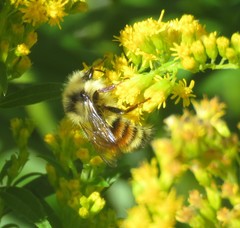Bombus vancouverensis