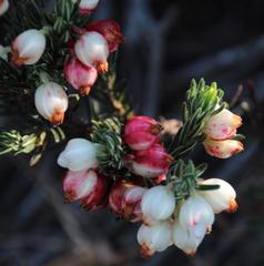 Erica grisbrookii