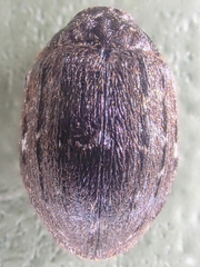 Cytilus mimicus
