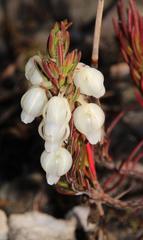 Erica grisbrookii