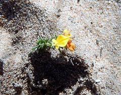 Aspalathus crassisepala