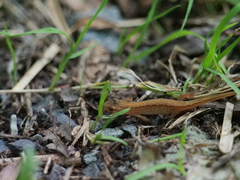 Lissotriton vulgaris