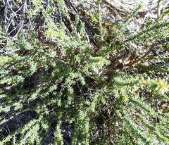 Aspalathus crassisepala